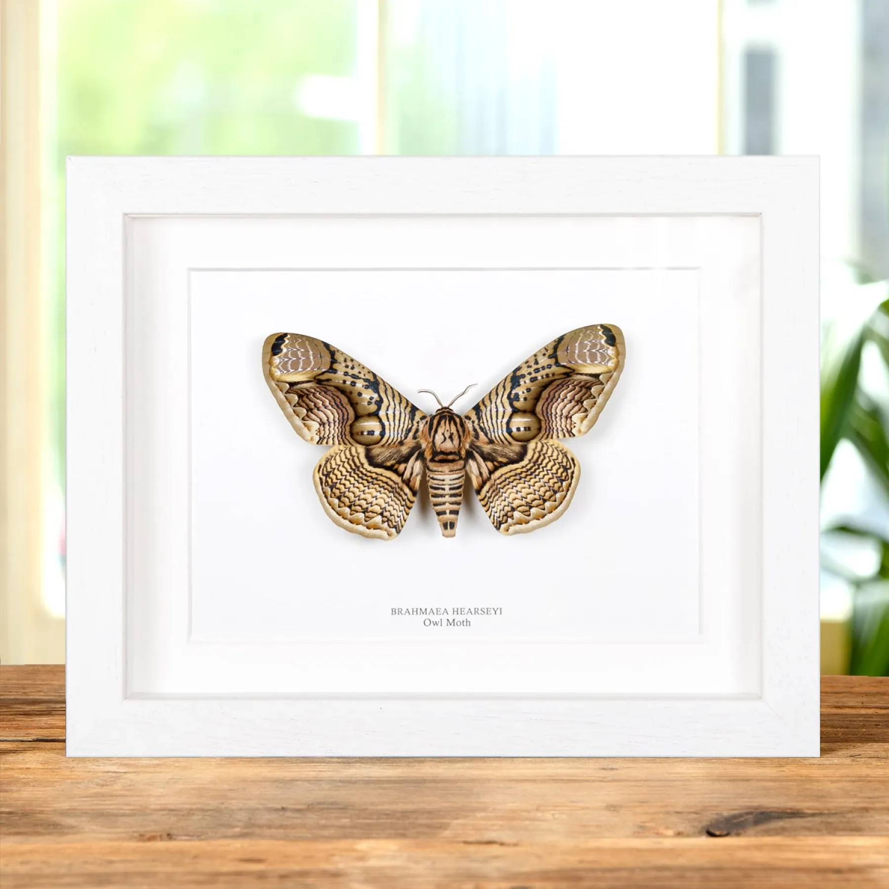 Minibeast Owl Moth In Box Frame (Brahmaea hearseyi)