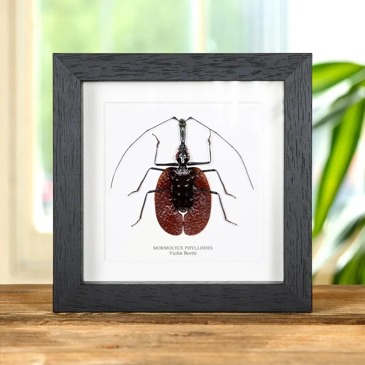 ViolIn Beetle In Box Frame (Mormolyce phyllodes)