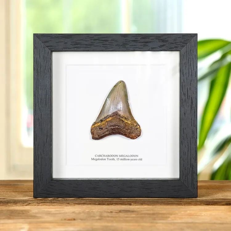 3 Inch Megalodon Shark Tooth Fossil Frame (Carcharodon megalodon)