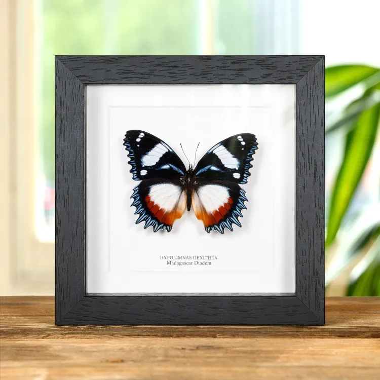 Madagascar Diadem In Box Frame (Hypolimnas dexithea)