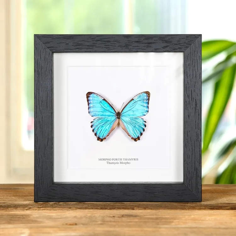 Thamyris Morpho Butterfly In Box Frame (Morpho portis)