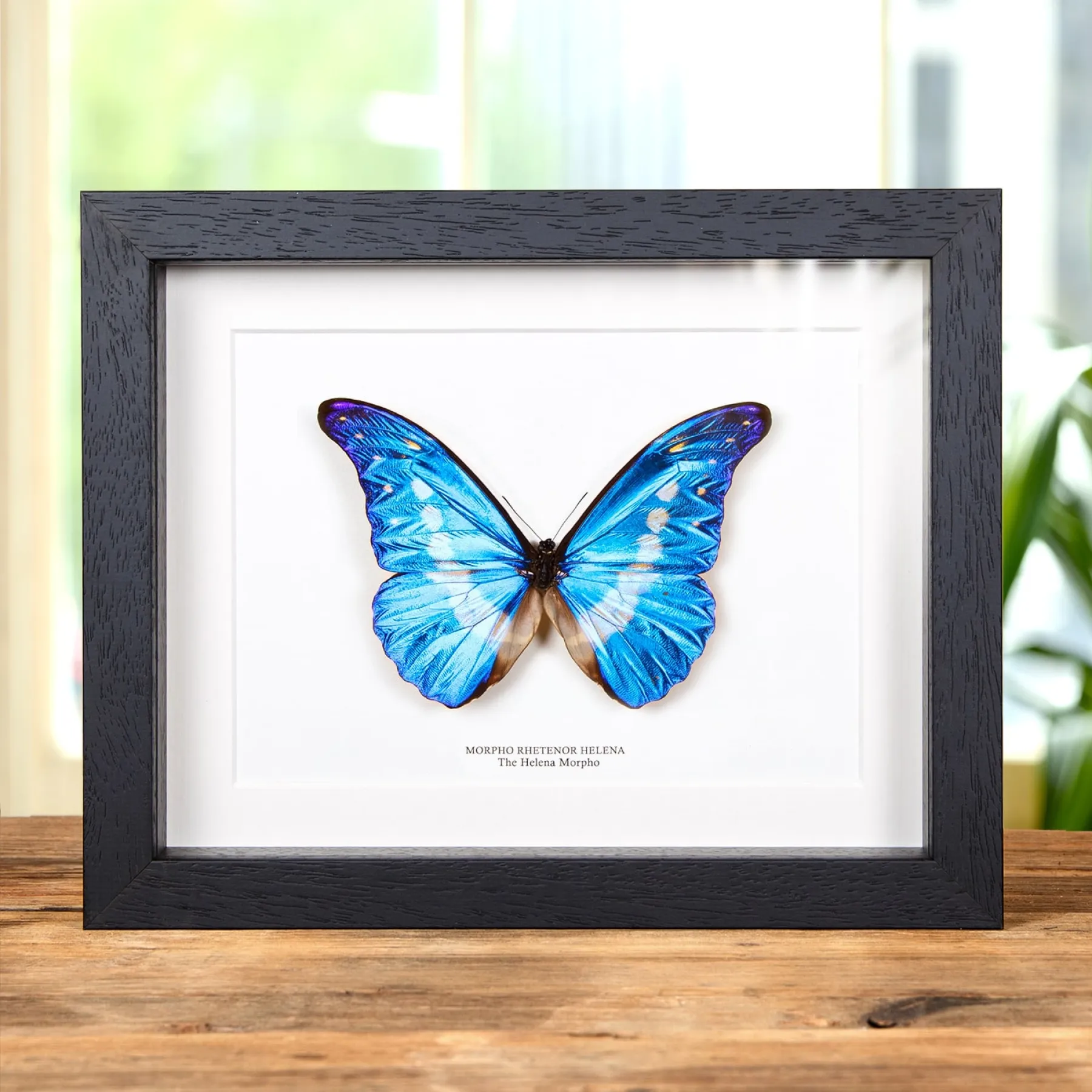 Minibeast Helena Morpho Butterfly In Box Frame (Morpho rhetenor helena)