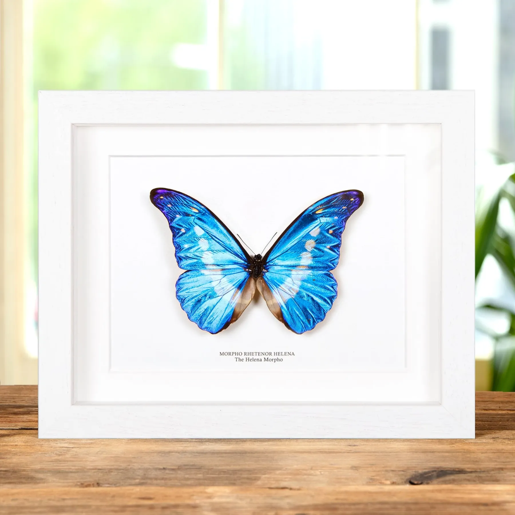 Minibeast Helena Morpho Butterfly In Box Frame (Morpho rhetenor helena)