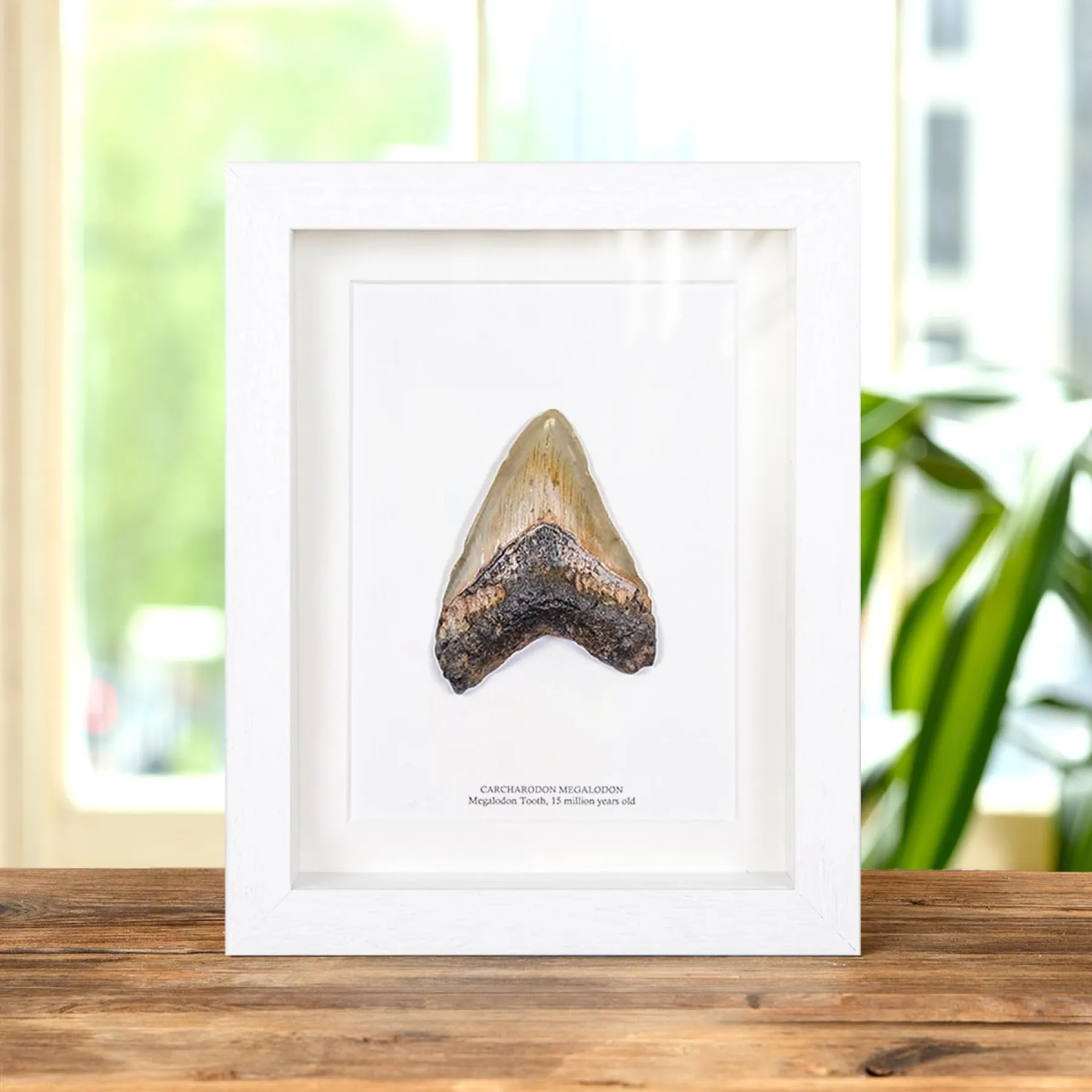 Minibeast 4.5 Inch Megalodon Shark Tooth Fossil Frame (Carcharodon megalodon)