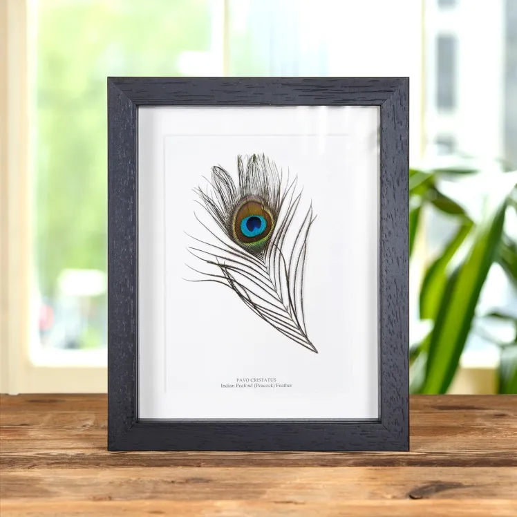 Peacock Feather from an Indian Peafowl In Box Frame (Pavo cristatus)
