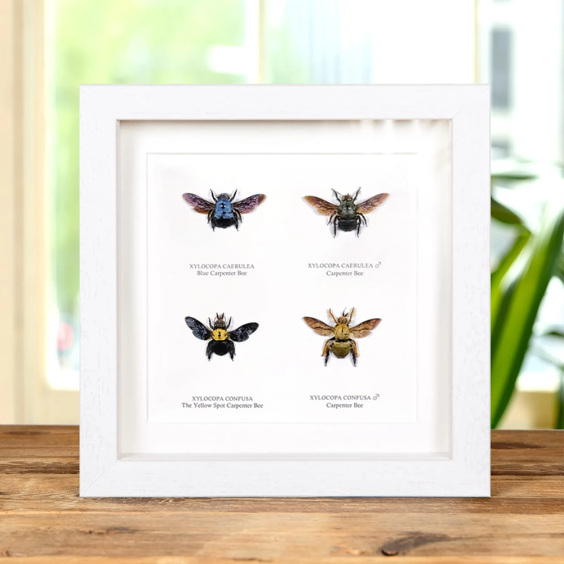 Carpenter Bee Display In Box Frame (Xylocopa sp) Minibeast Carpenter Bee Display In Box Frame (Xylocopa sp)