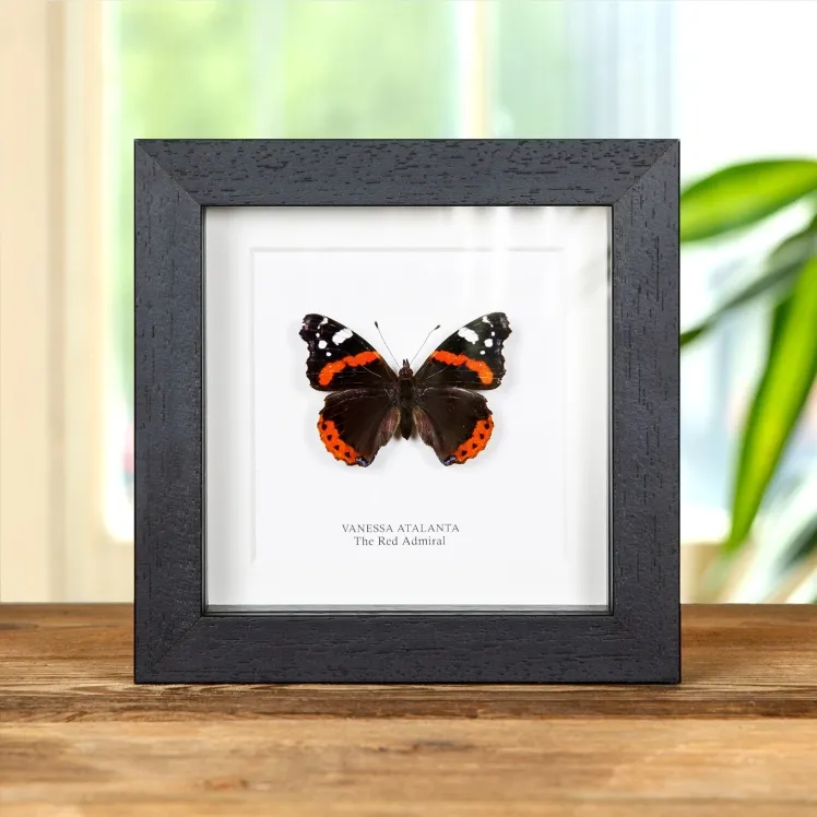 The Red Admiral In Box Frame (Vanessa atalanta)
