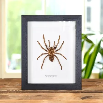 Braziliaanse Roestige Vogeleter in Lijst (Acanthoscurria ferina)