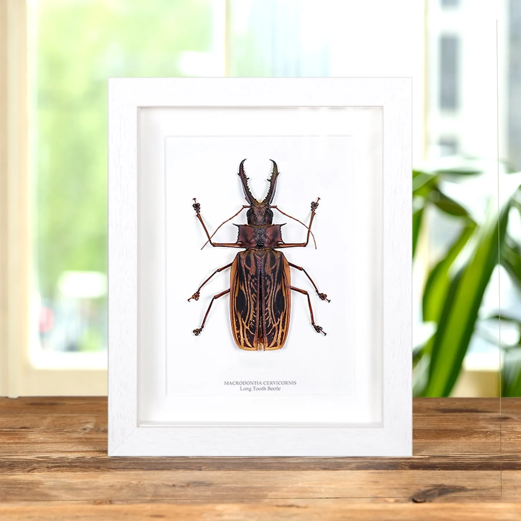 Minibeast XL Sabertooth Longhorn Beetle In Box Frame (Macrodontia cervicornis)