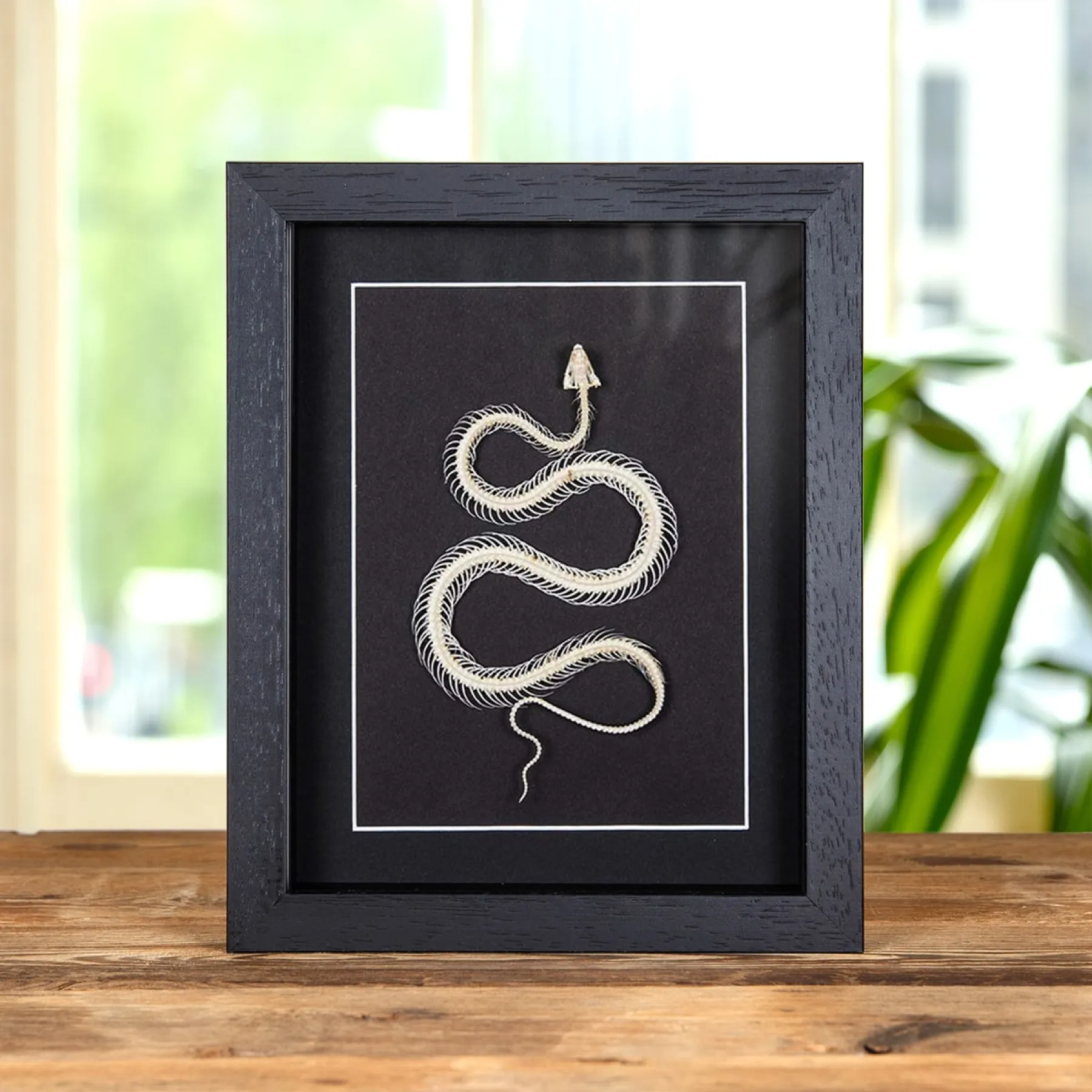 Minibeast White-lipped Pit Viper Skeleton In Box Frame (Trimeresurus albolabris)