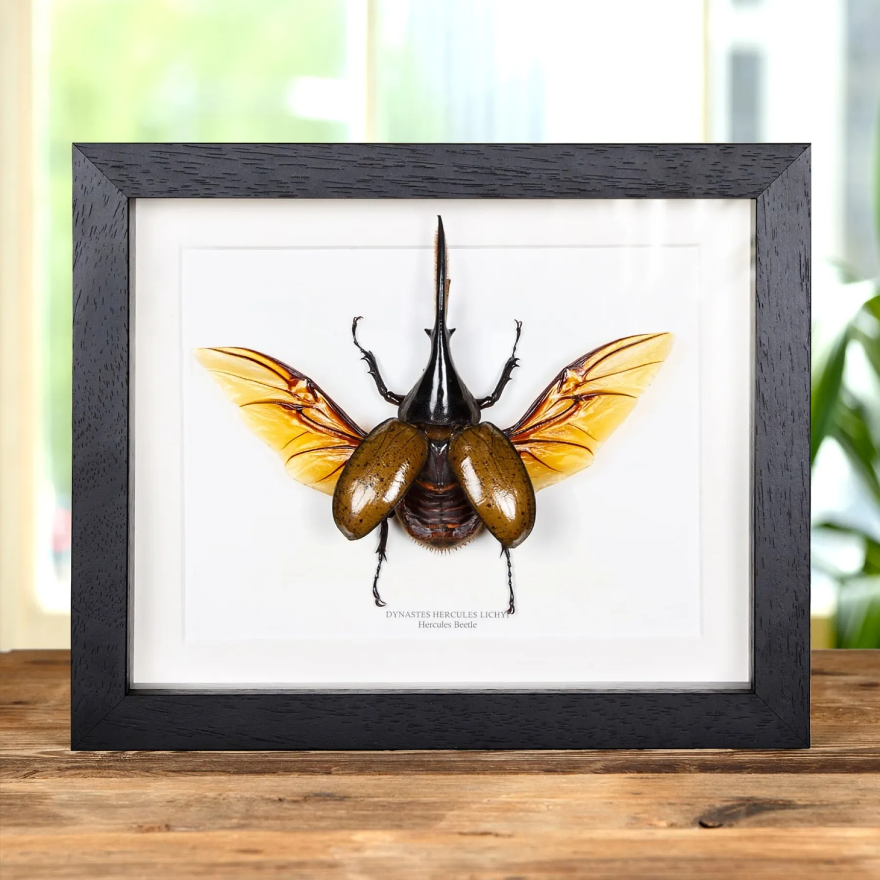 Hercules Beetle In Box Frame (Dynastes hercules lichyi) Minibeast Hercules Beetle In Box Frame (Dynastes hercules lichyi)