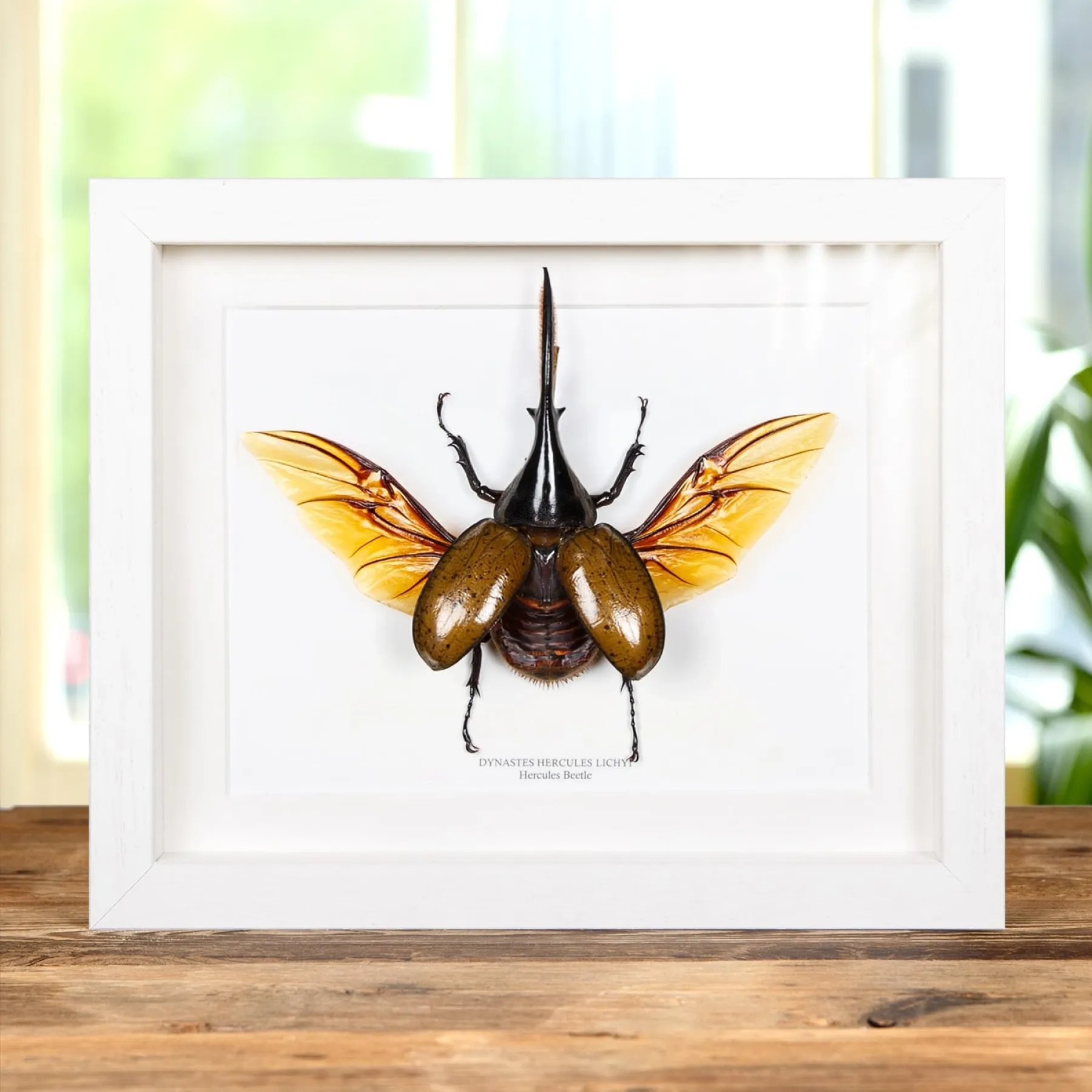 Hercules Beetle In Box Frame (Dynastes hercules lichyi) Minibeast Hercules Beetle In Box Frame (Dynastes hercules lichyi)