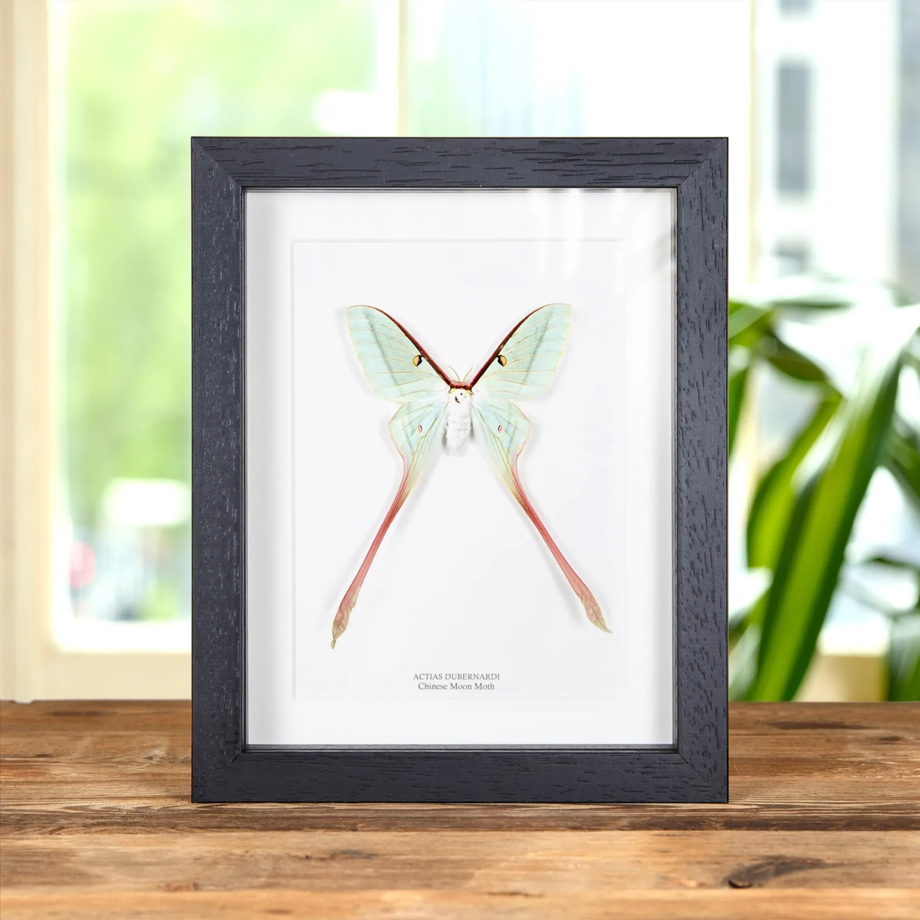 Minibeast Female Chinese Moon Moth In Box Frame (Actias dubernardi)