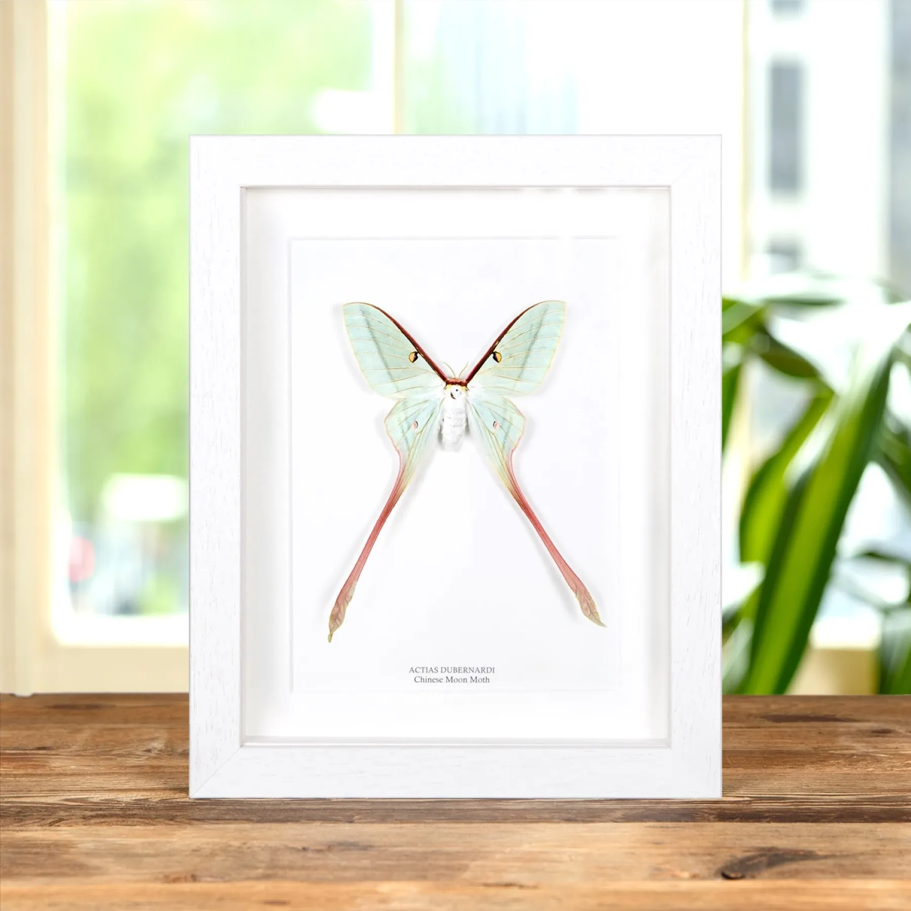 Minibeast Female Chinese Moon Moth In Box Frame (Actias dubernardi)