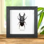 Minibeast Giant Stag Beetle In Box Frame (Dorcus titanus)