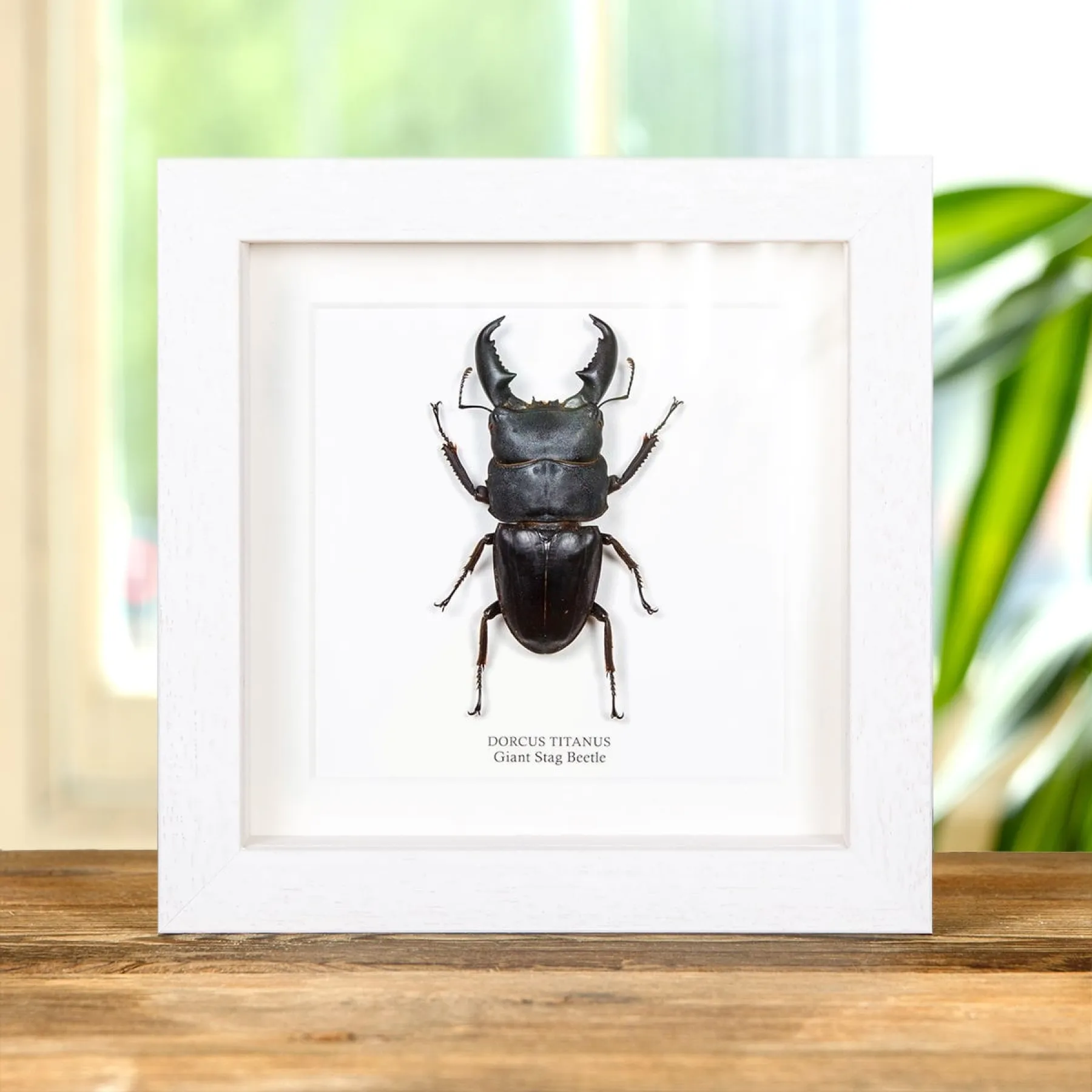 Giant Stag Beetle In Box Frame (Dorcus titanus)
