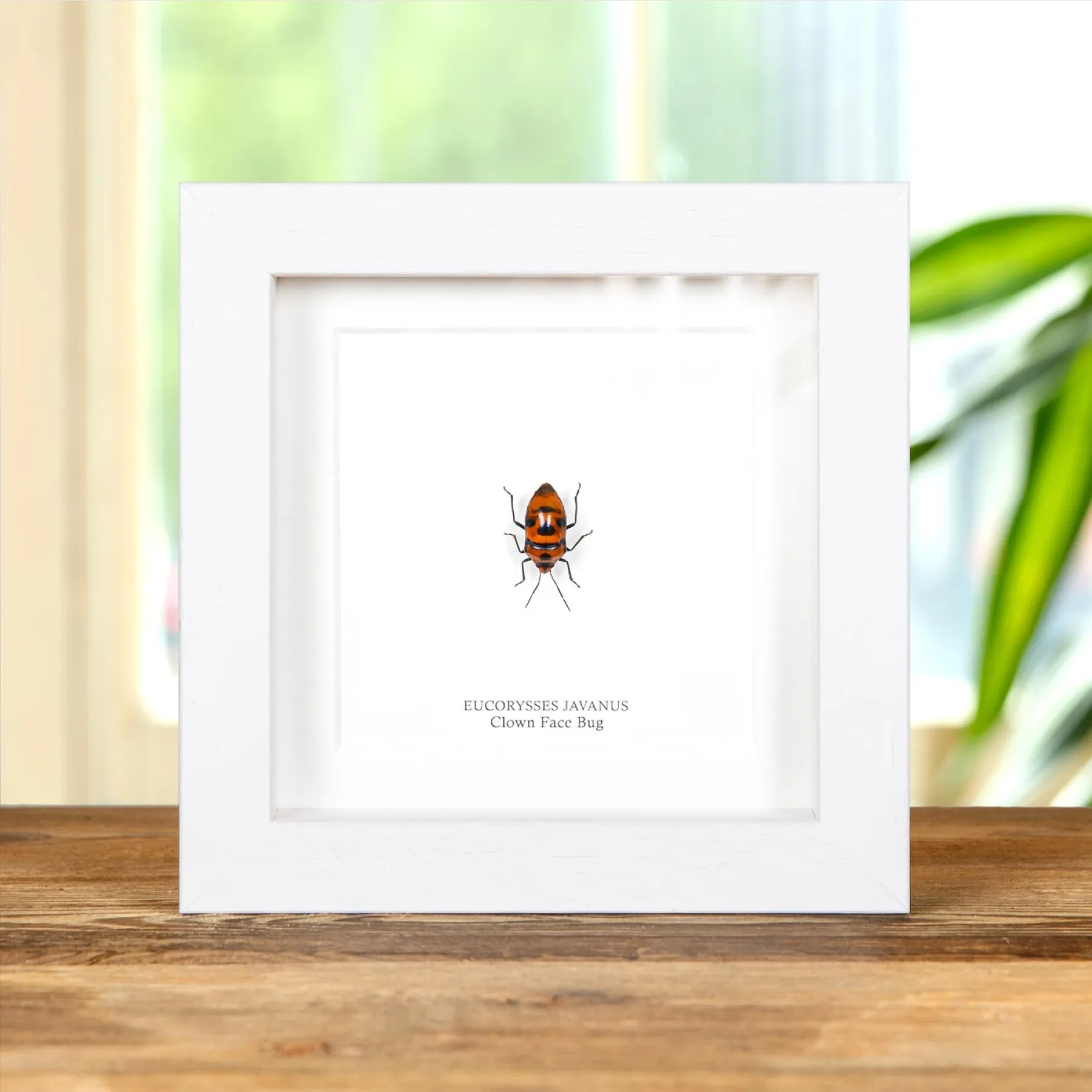 Minibeast Clown Face Bug In Box Frame (Eucorysses javanus)