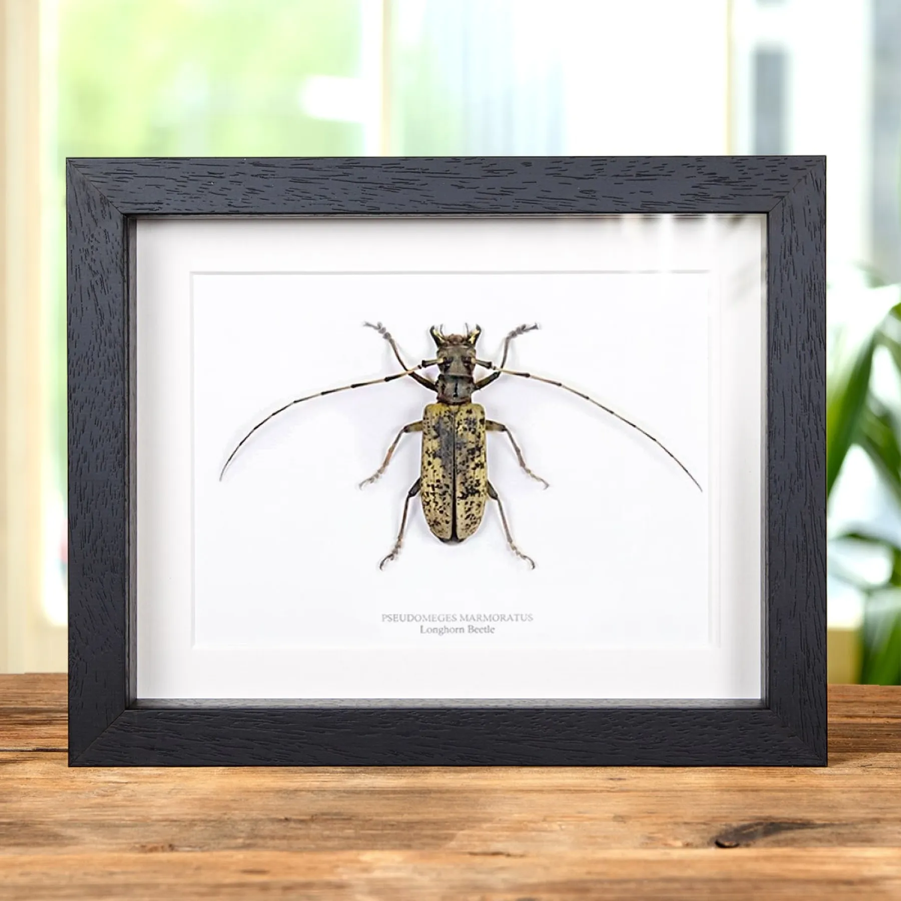 Minibeast Giant Female Longhorn Beetle In Box Frame (Pseudomeges marmoratus)