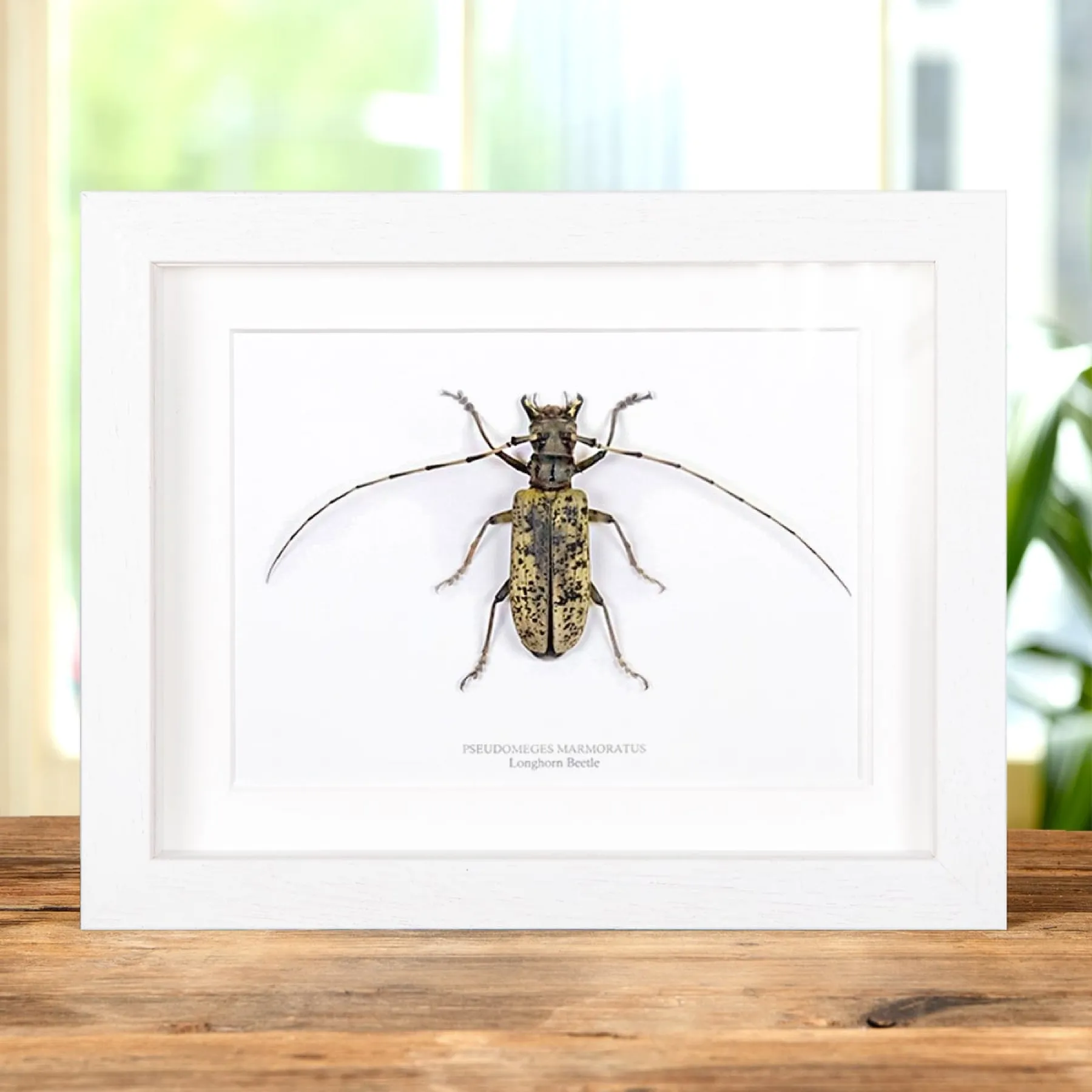 Minibeast Giant Female Longhorn Beetle In Box Frame (Pseudomeges marmoratus)