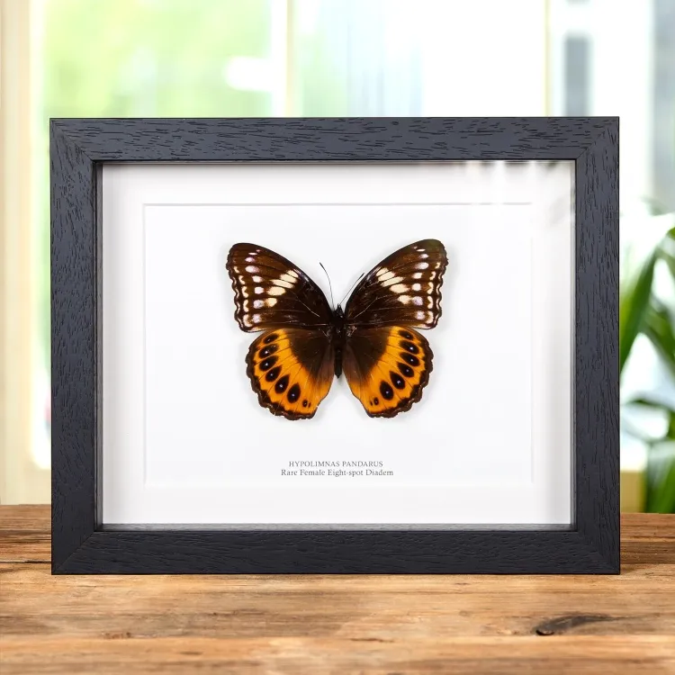 Female Eight-spot Diadem In Box Frame (Hypolimnas pandarus)
