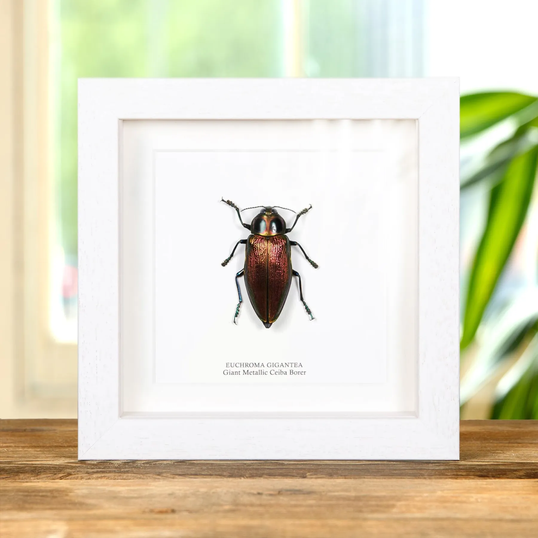 Giant Metallic Ceiba Borer In Box Frame (Euchroma gigantea) Minibeast Giant Metallic Ceiba Borer In Box Frame (Euchroma gigantea)