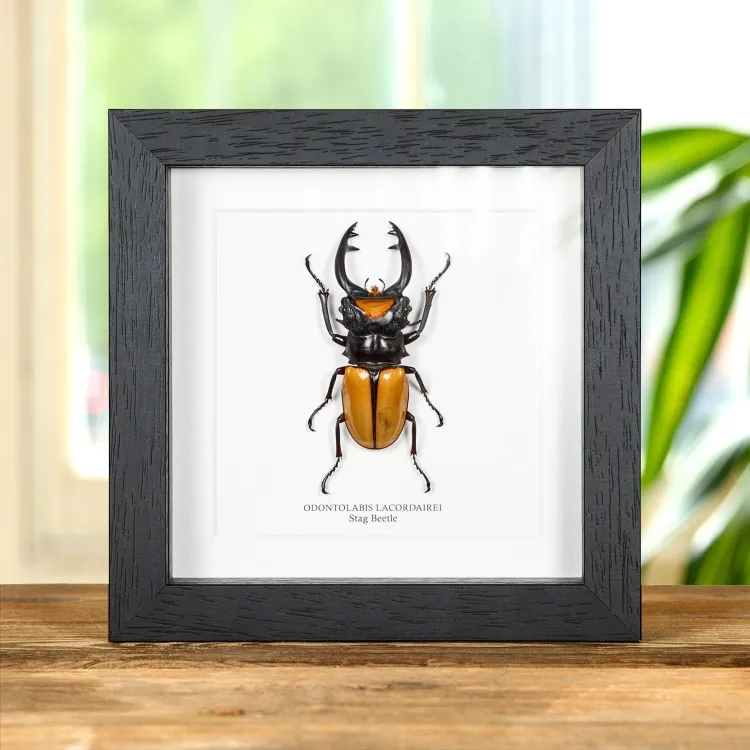 Stag Beetle In Box Frame (Odontolabis lacordairei)