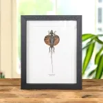Minibeast Flying Lizard In Box Frame (Draco volans)