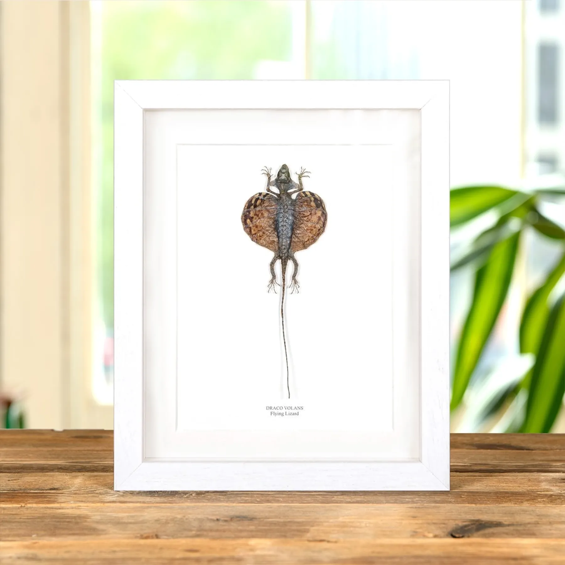 Flying Lizard In Box Frame (Draco volans)