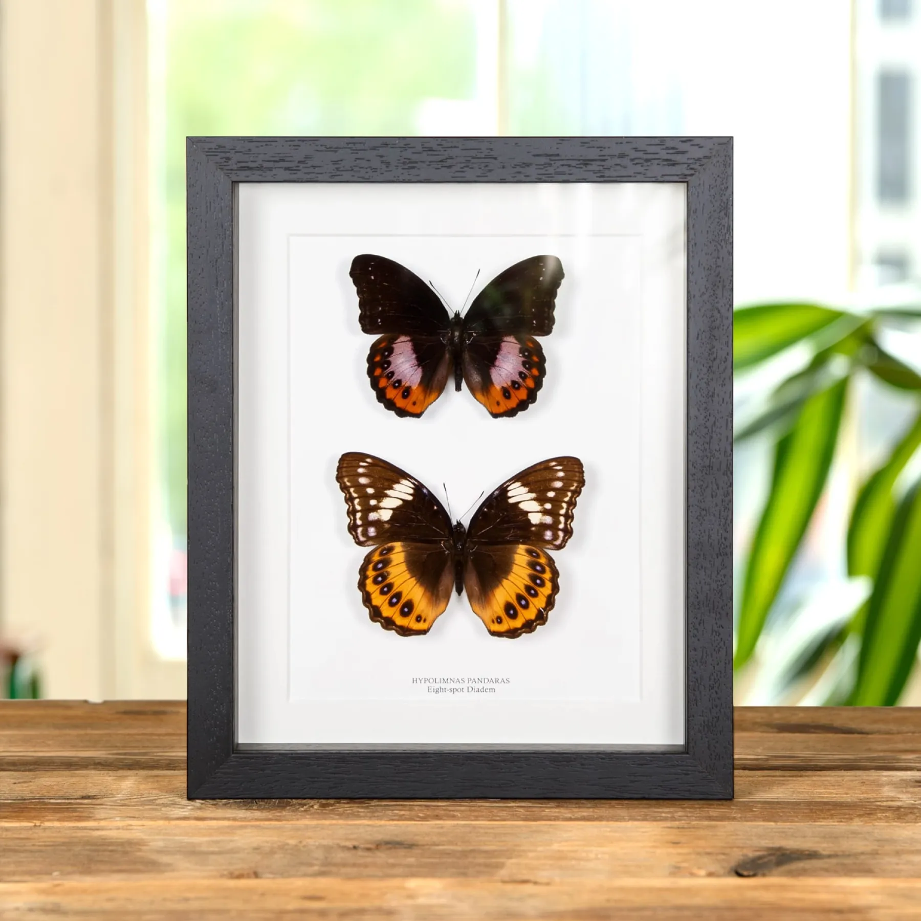 Minibeast Eight-spot Diadem Male & Female Pair In Box Frame (Hypolimnas pandaras)