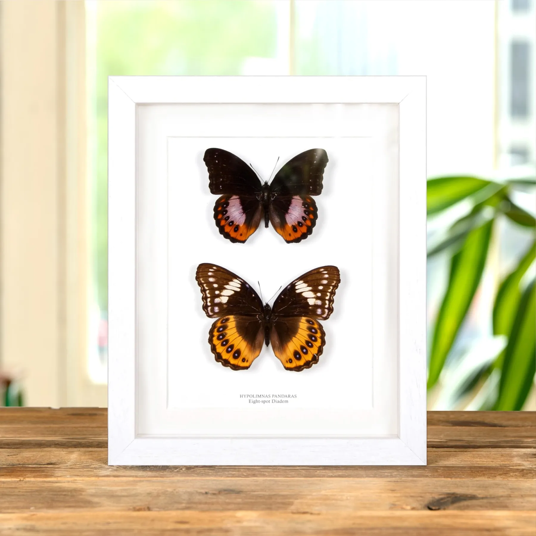 Minibeast Eight-spot Diadem Male & Female Pair In Box Frame (Hypolimnas pandaras)