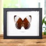 Minibeast The Jungle Queen Butterfly In Box Frame (Stichophthalma louisa)