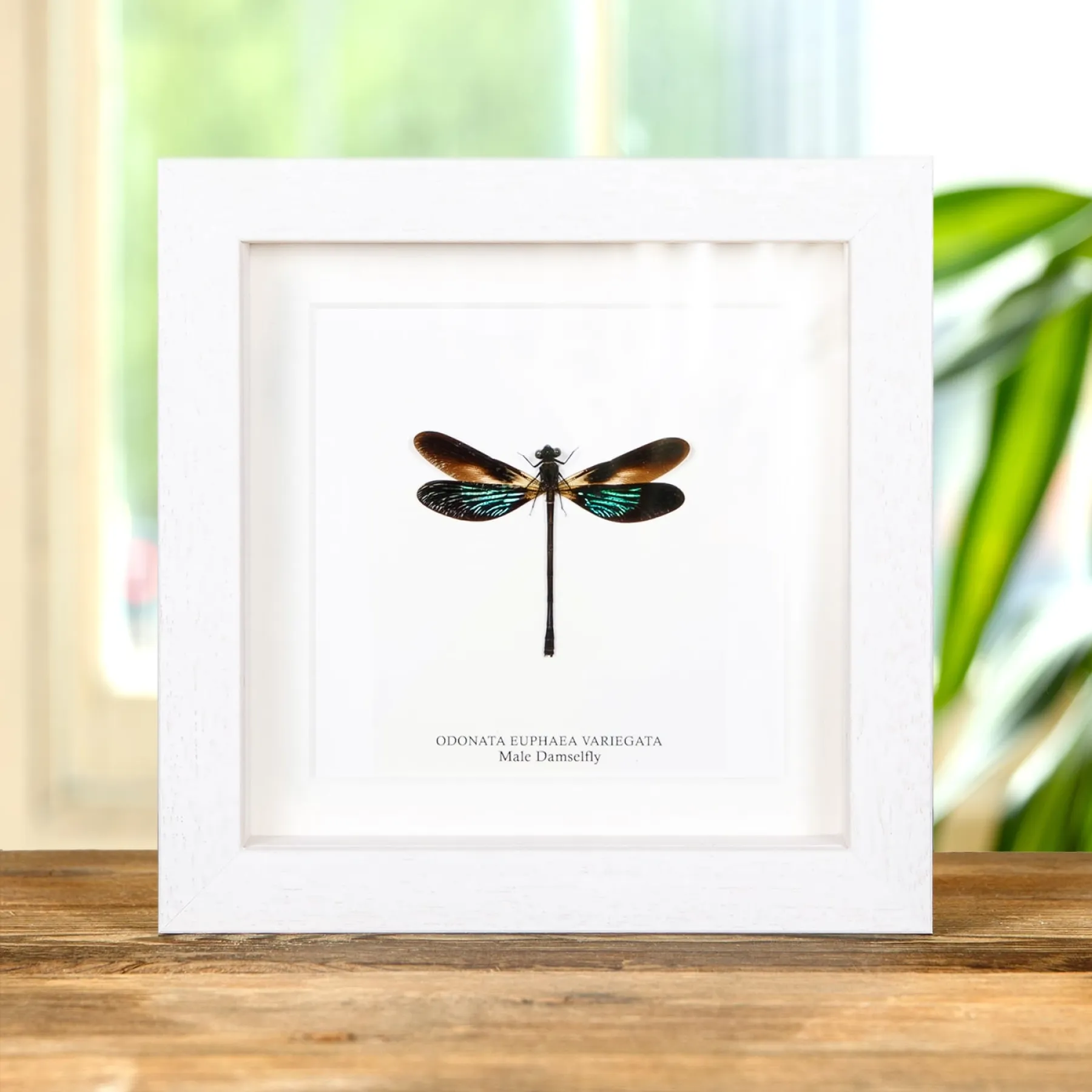Minibeast Stream Glory Damselfly In Box Frame (Neurobasis chinensis)