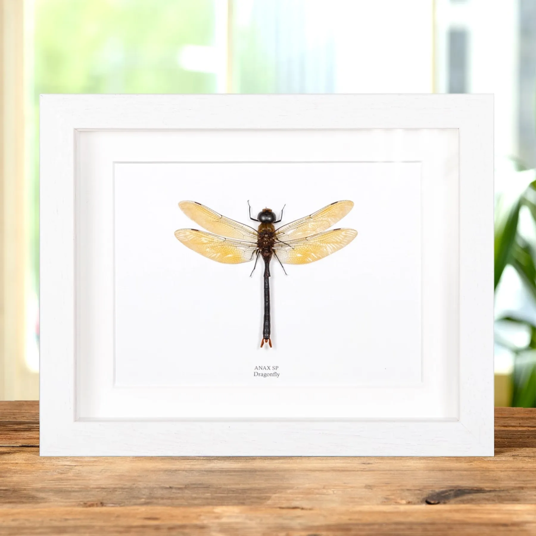 Dragonfly In Box Frame (Anax sp)