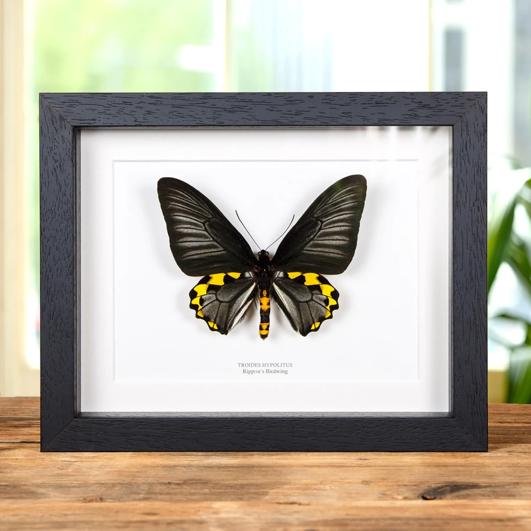 Minibeast Rippons Birdwing In Box Frame (Troides hypolitus)