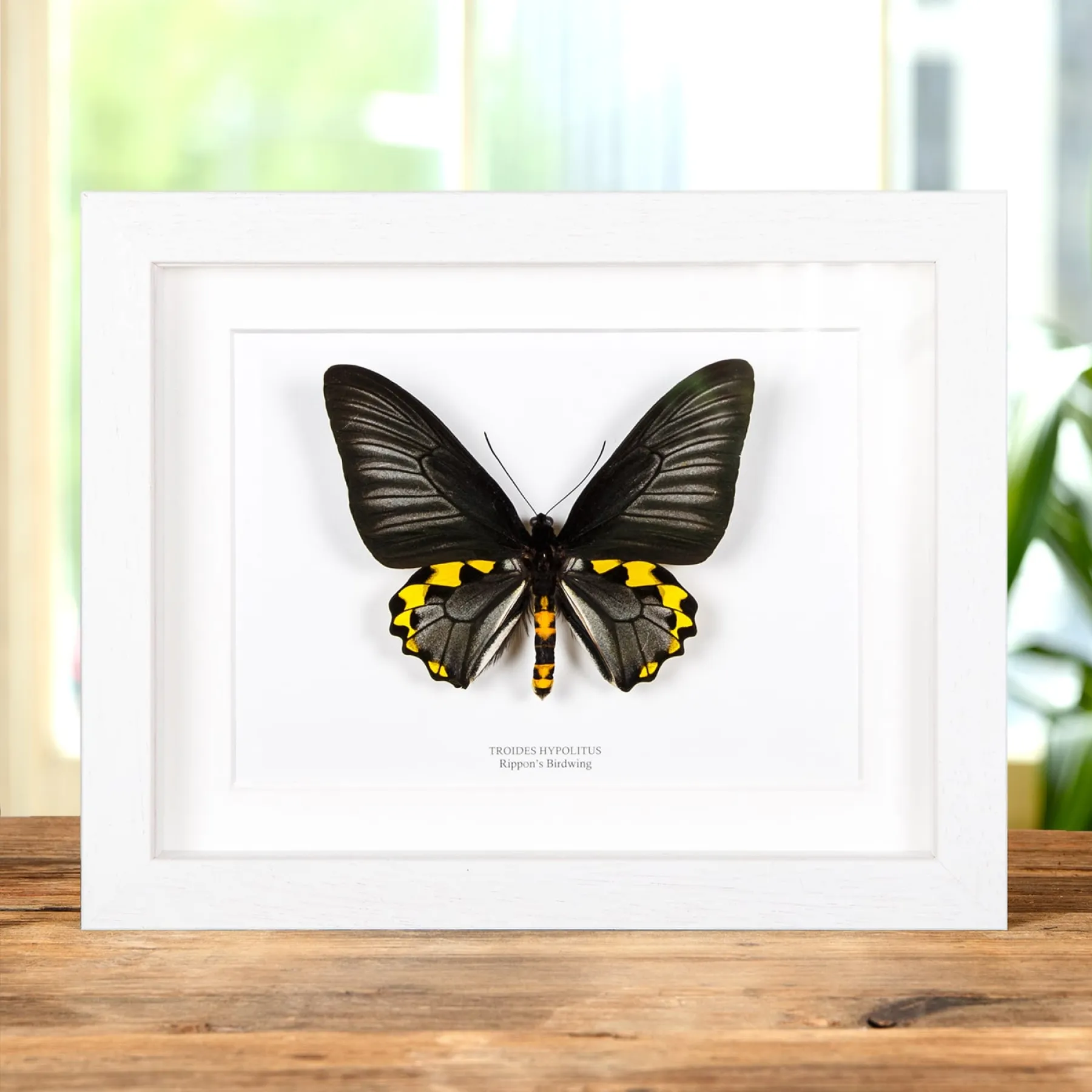 Minibeast Rippons Birdwing In Box Frame (Troides hypolitus)