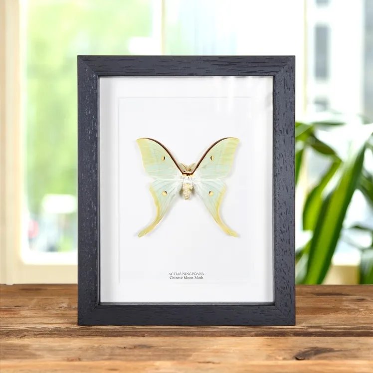 Chinese Moon Moth In Box Frame (Actias ningpoana)