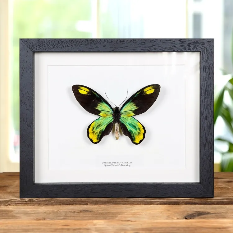 The Queen Victoria's Birdwing In Box Frame (Ornithoptera victoriae)
