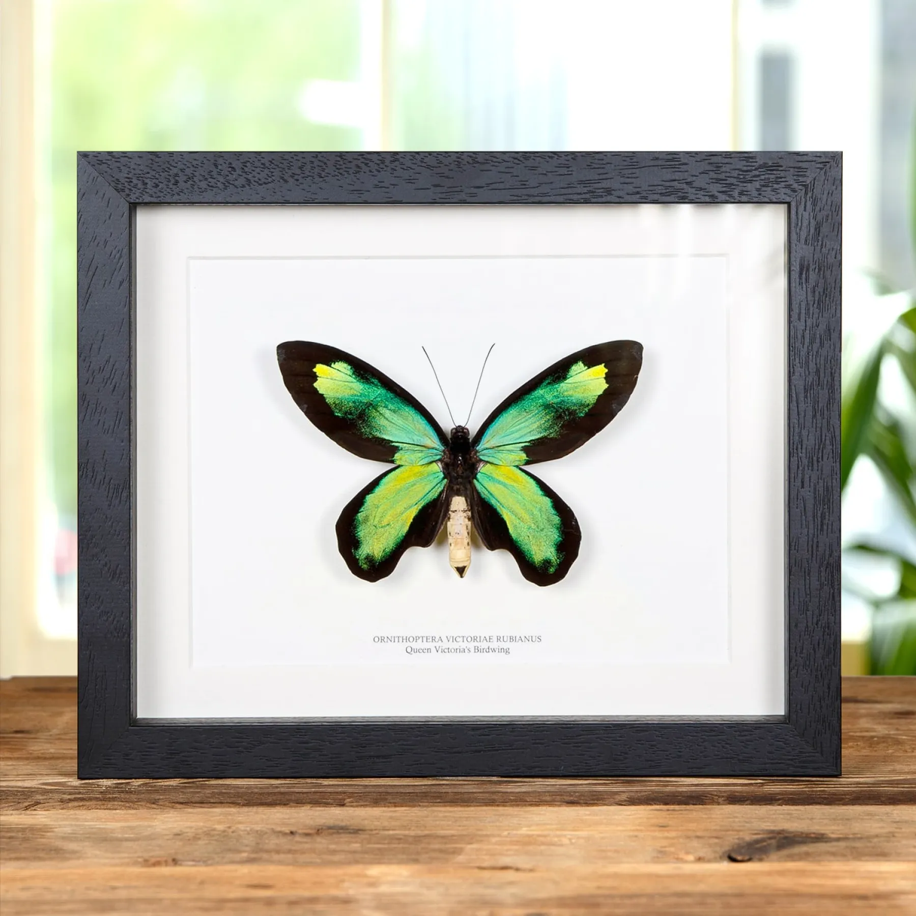 Minibeast The Queen Victoria's Birdwing In Box Frame (Ornithoptera victoriae rubianus)