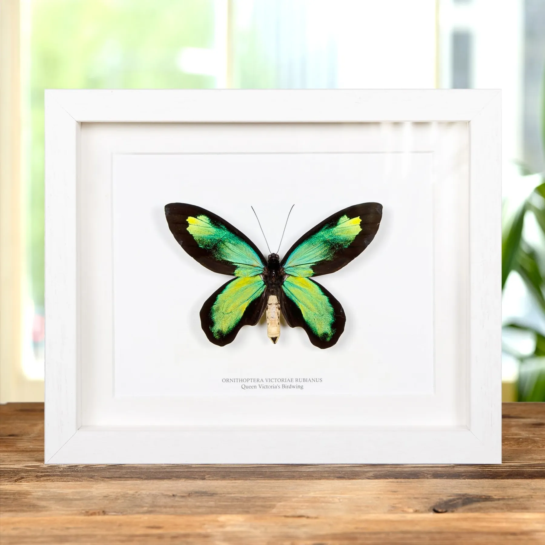 Minibeast The Queen Victoria's Birdwing In Box Frame (Ornithoptera victoriae rubianus)