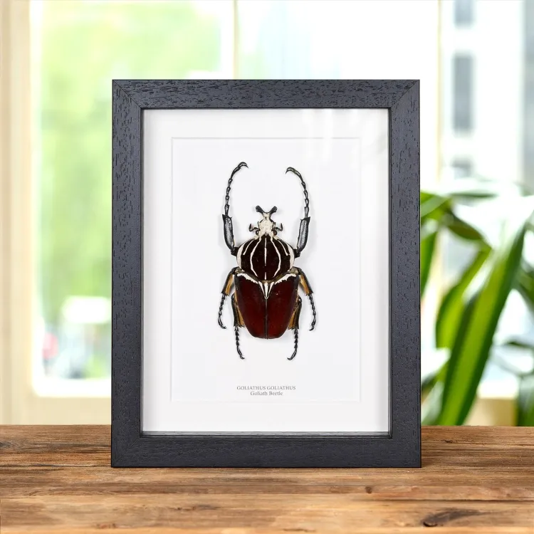 Escarabajo Goliat en marco vitrina (Goliathus goliatus)