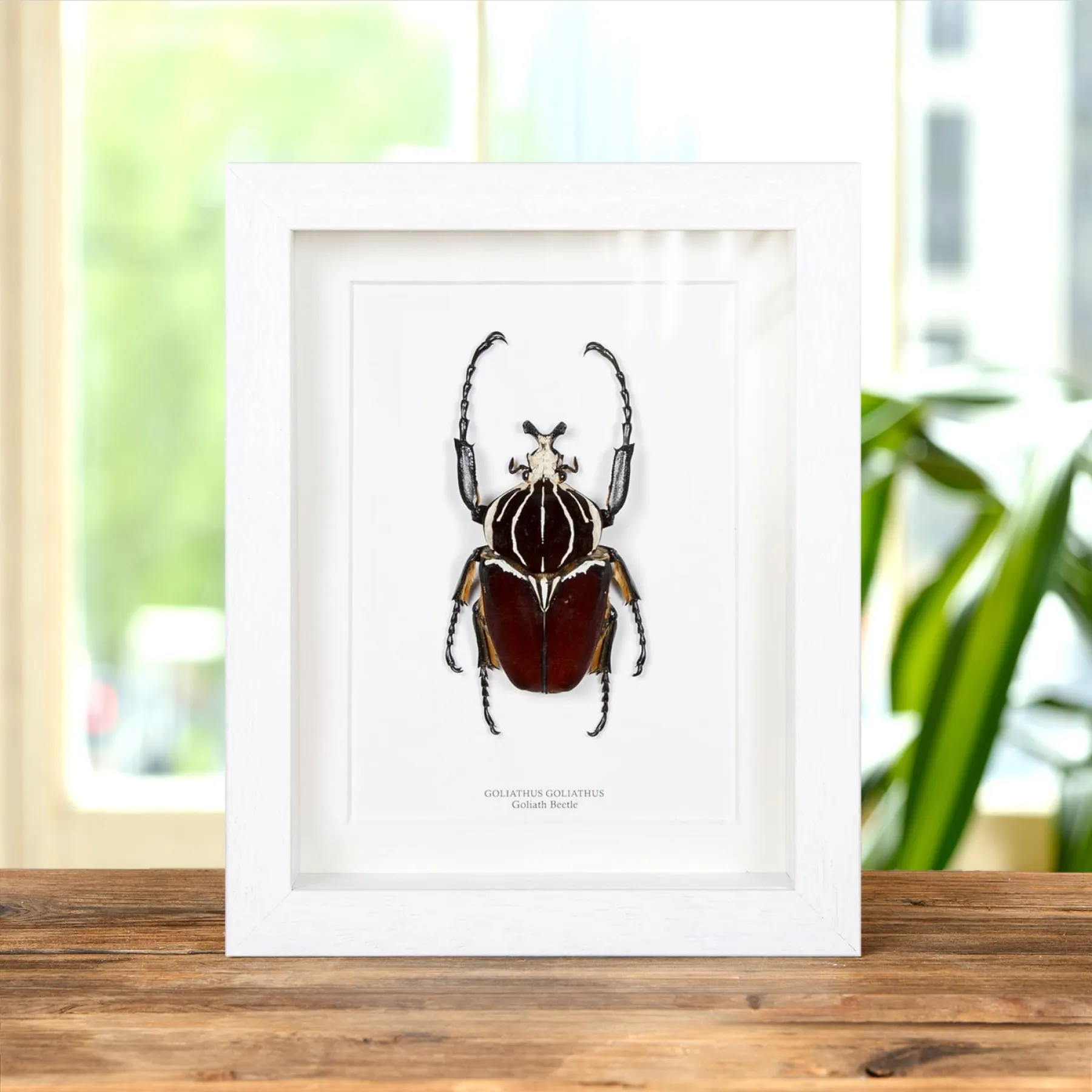 Goliath Beetle In Box Frame (Goliathus goliatus) Minibeast Goliath Beetle In Box Frame (Goliathus goliatus)