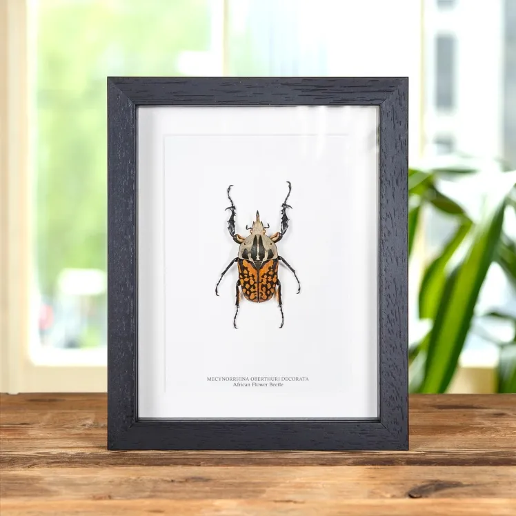 XL African Flower Beetle In Box Frame (Mecynorrhina oberthuri decorata)