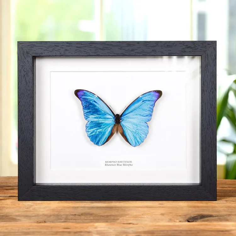 Rhetenor Blue Morpho Butterfly In Box Frame (Morpho rhetenor cacica)