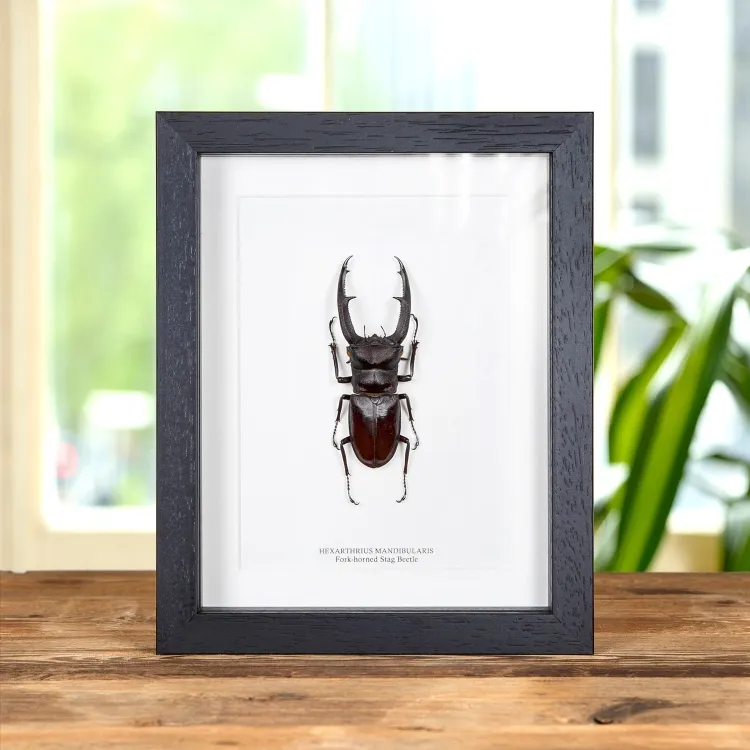Fork-horned Stag Beetle In Box Frame (Hexarthrius mandibularis)