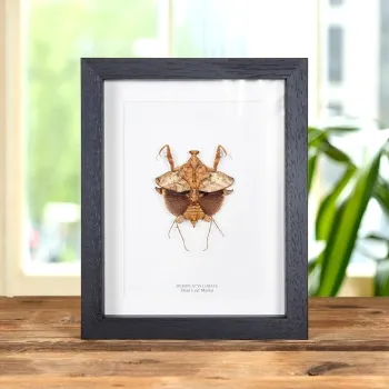 Dead Leaf Mantis In Box Frame (Deroplatys lobata)