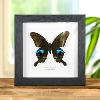 The Blue Peacock Butterfly In Box Frame (Papilio arcturus)