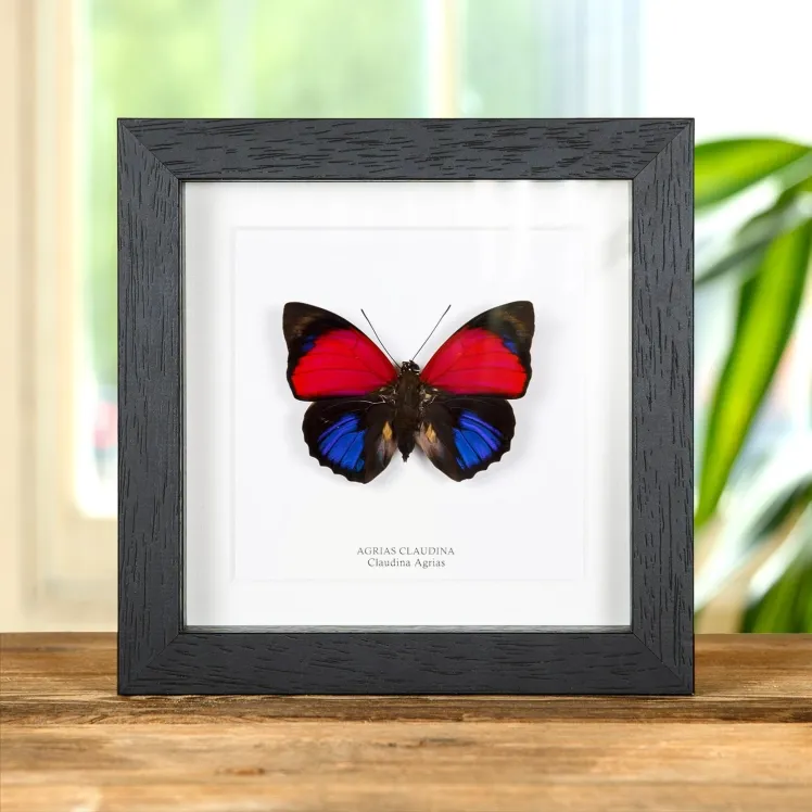 Claudina Agrias Butterfly In Box Frame (Agrias claudina)
