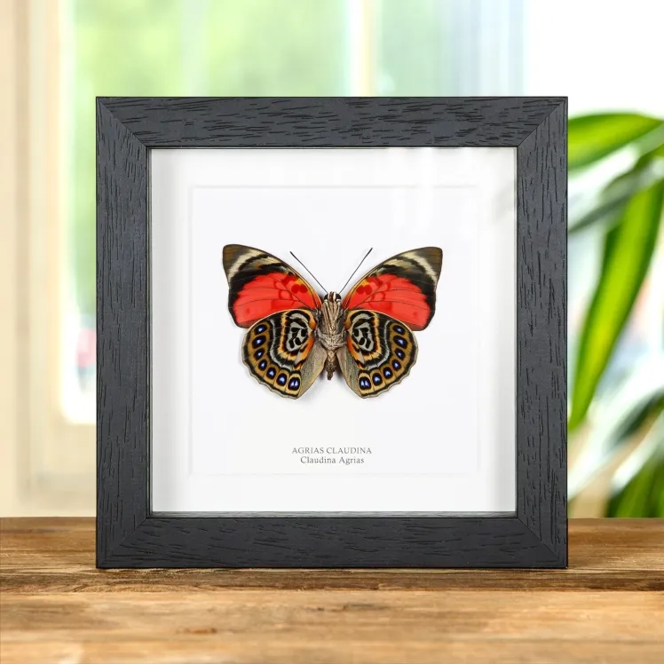 Claudina Agrias Butterfly Ventral Side In Box Frame (Agrias claudina)
