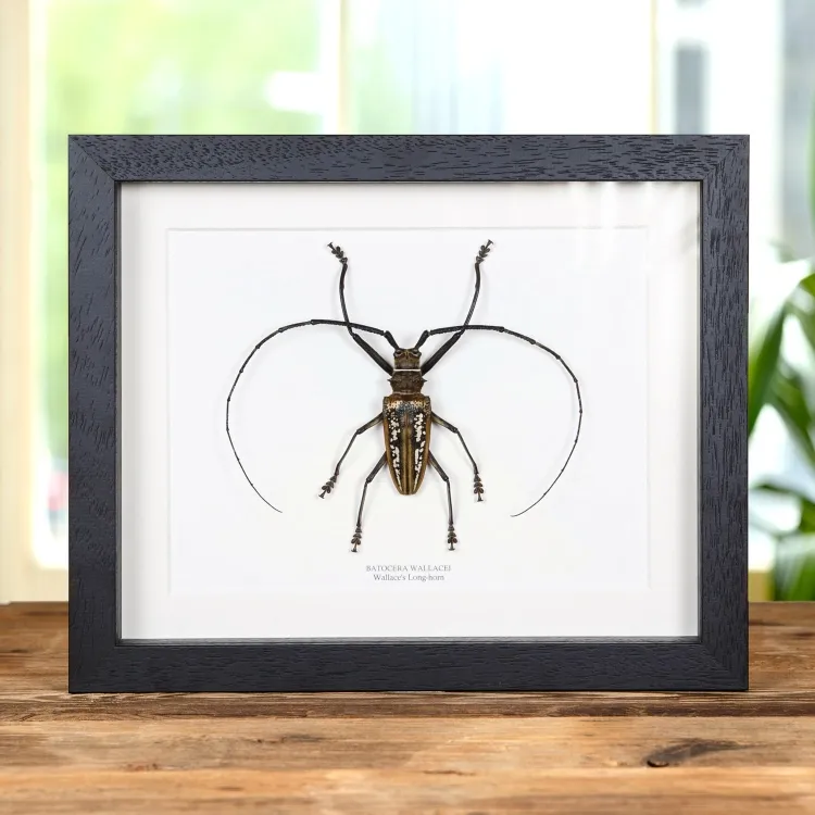 <strong>Wallace's Long-horn Beetle In Box Frame (Batocera wallacei)</strong><br>Price: £47.99<br>Frame size: 10 x 8 Wallace's Long-horn Beetle In Box Frame (Batocera wallacei)