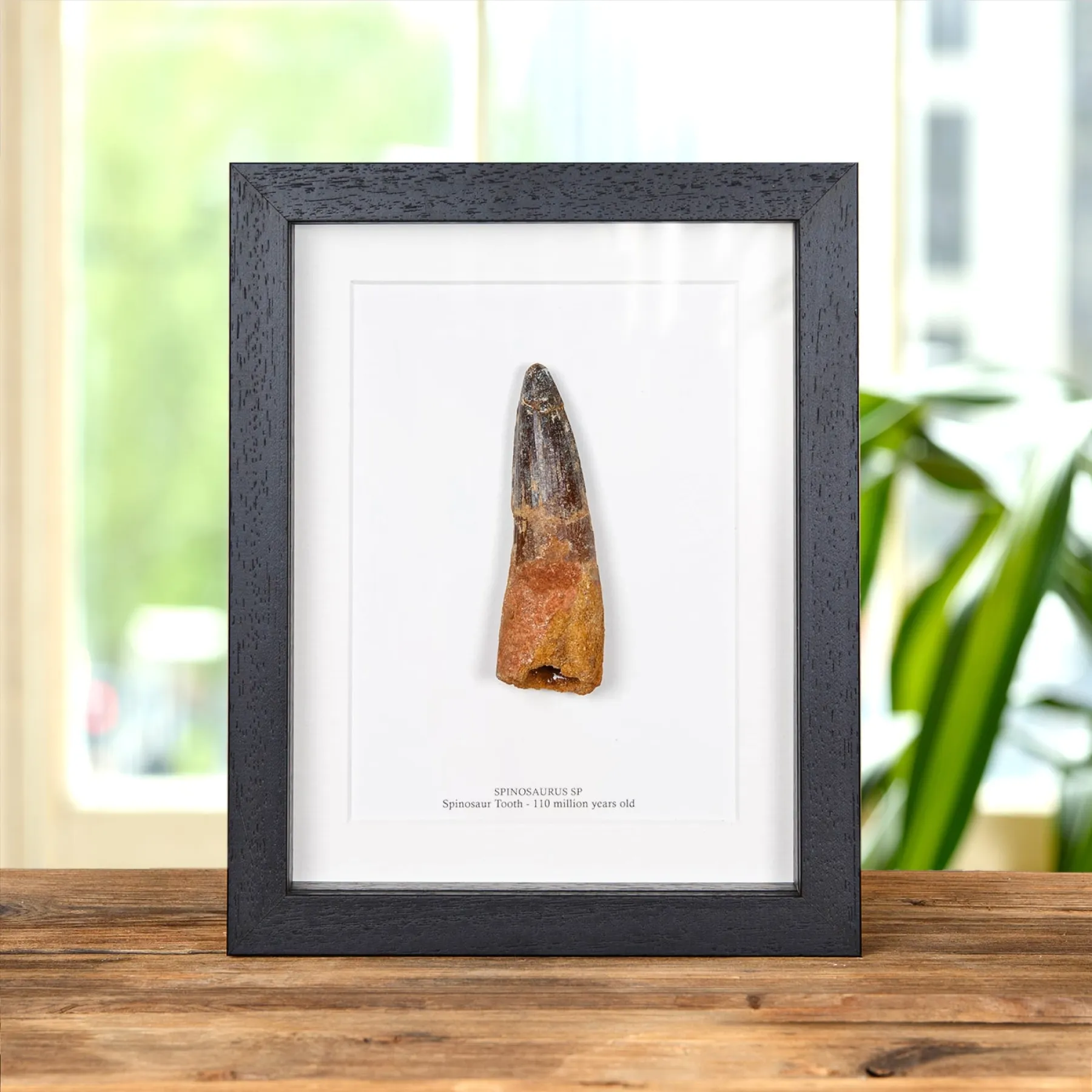 Minibeast XL Spinosaurus Dinosaur Tooth Fossil (Spinosaurus aegyptiacus)